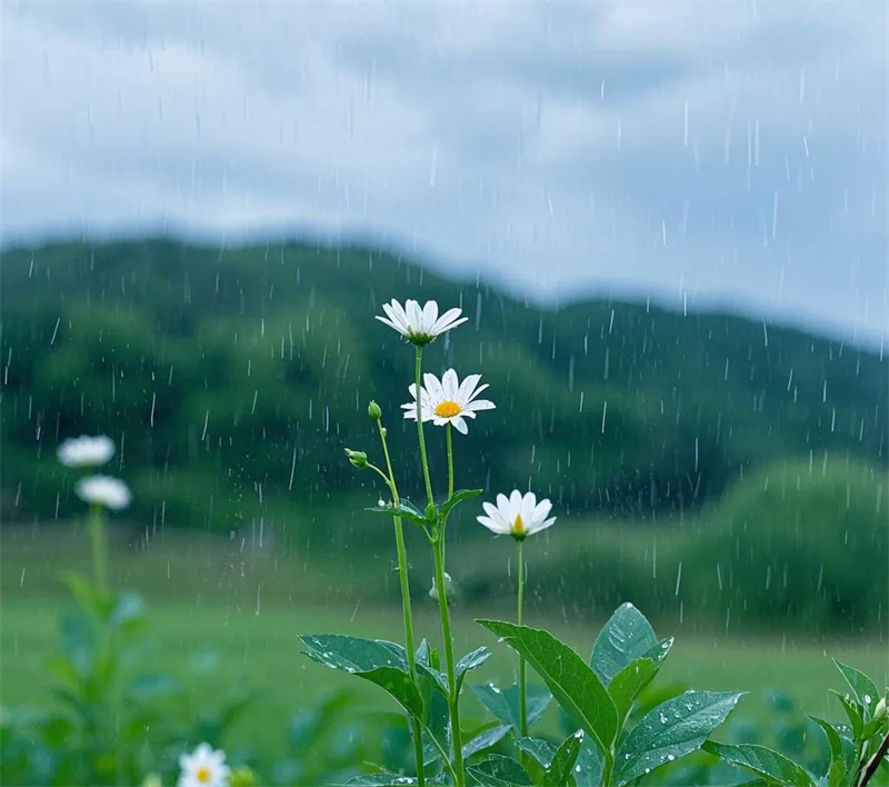 三月的雨01.jpg